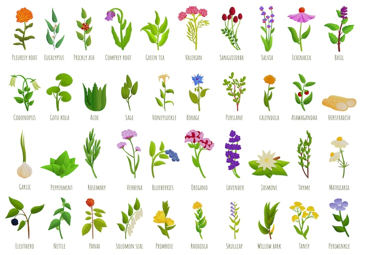 Vector medicinal herbs icons set, cartoon style