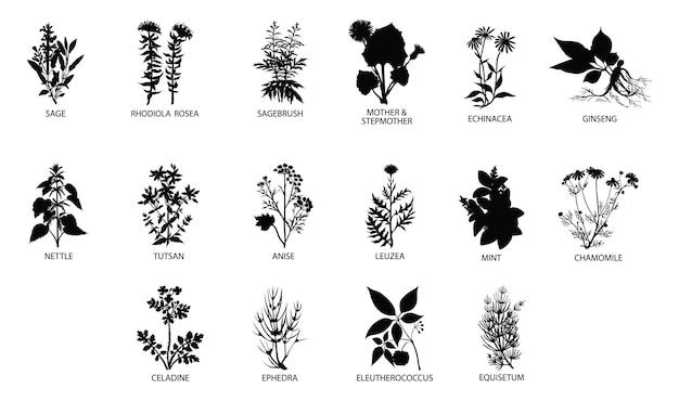 Vector medicinal herbs set silhouettes premium vector templates