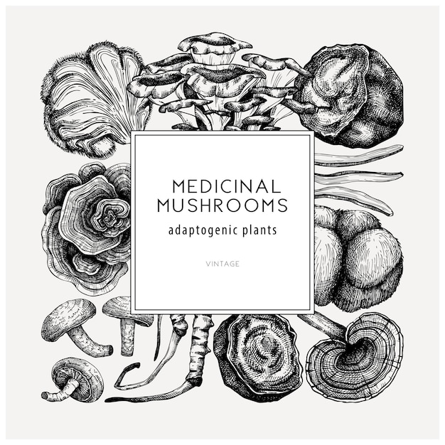 Vector medicinal mushroom square design handsketched adaptogenic plants frame