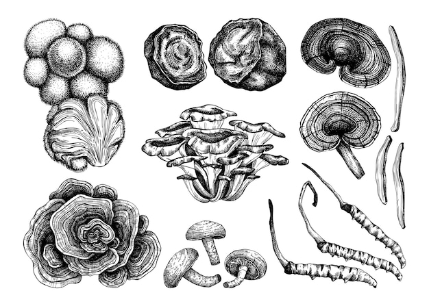 약용 버섯 그림 모음. Adaptogenic 식물 스케치.