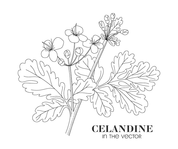 MEDICINAL PLANT CELANDINE ON A WHITE BACKGROUND IN VECTOR