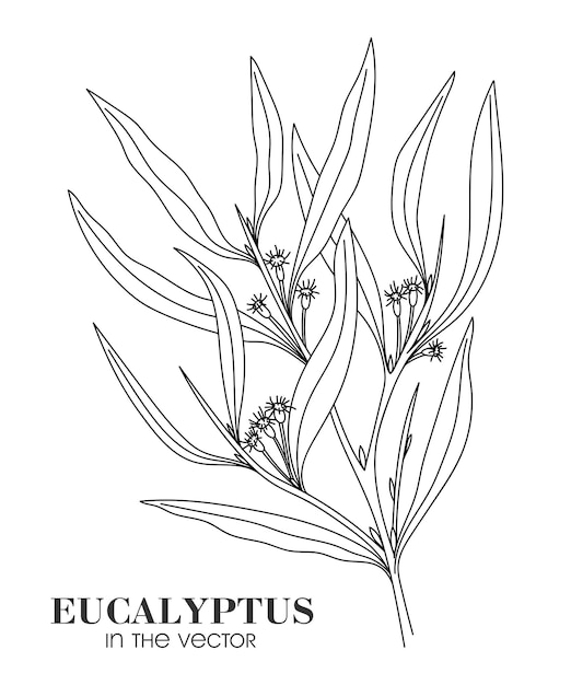 Вектор Лекарственное растение эвкалипт на белом фоне в векторе