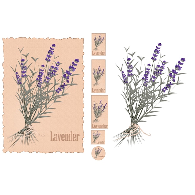 Medicinal plant lavender vector illustration Set of lavender flower tags on old paper background