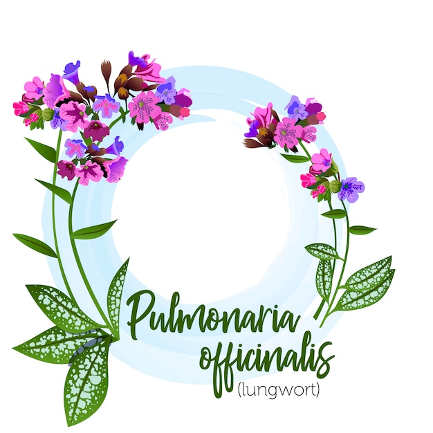 Vector medicinal plant lungwort for labels