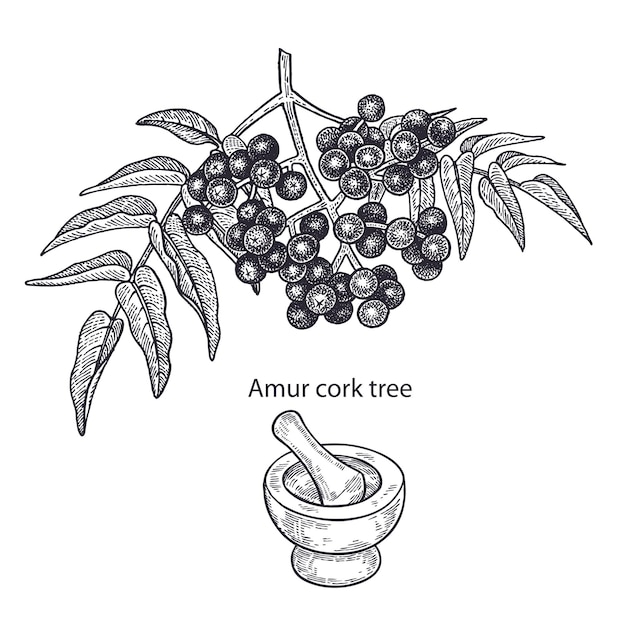 Medische plant Amoerkurkboom