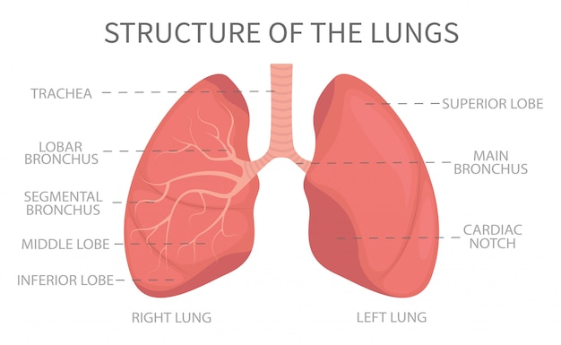 Medische structuur van de longen