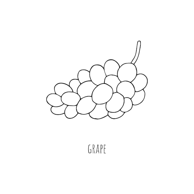 Mediterranean diet foods black and white sketch bunch of grapes isolated on white background