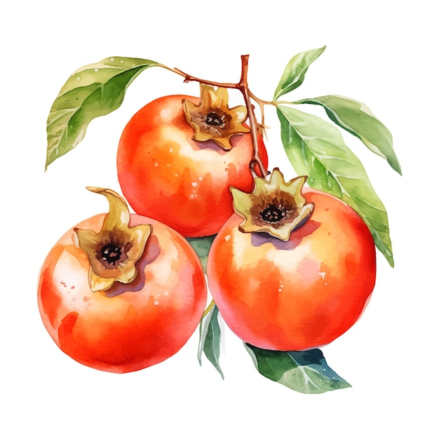 Medlar fruit watercolor clipart white background