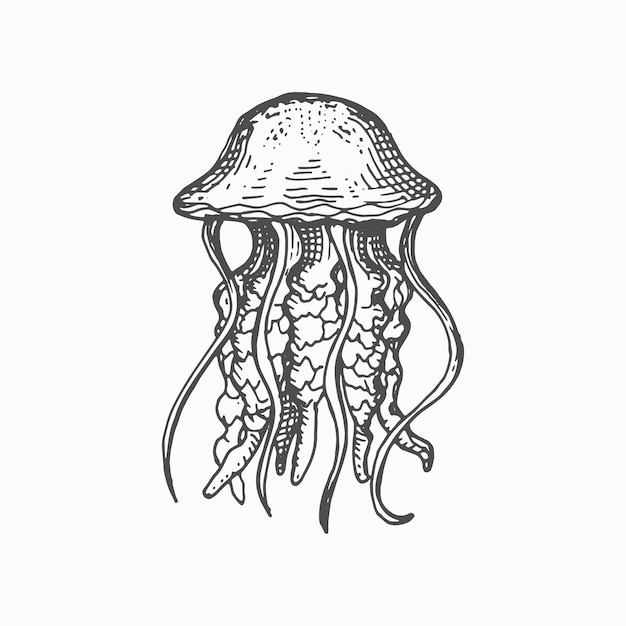 Medusa hand drawn jellyfish isolated sea creature