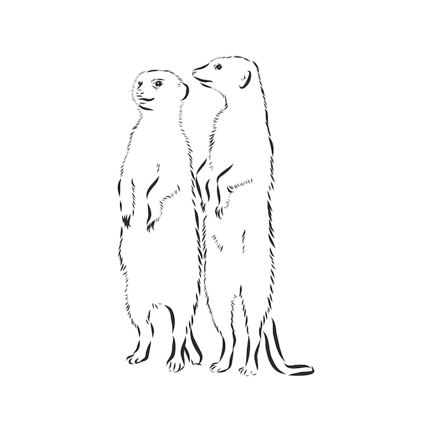 Meerkat icon. animal sign, meerkat animal, vector sketch illustration