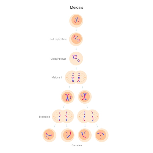 Vector meiose celdeling