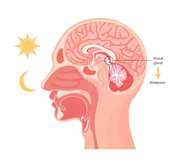 Vettore ormone melatonina sezione anatomica della ghiandola pineale