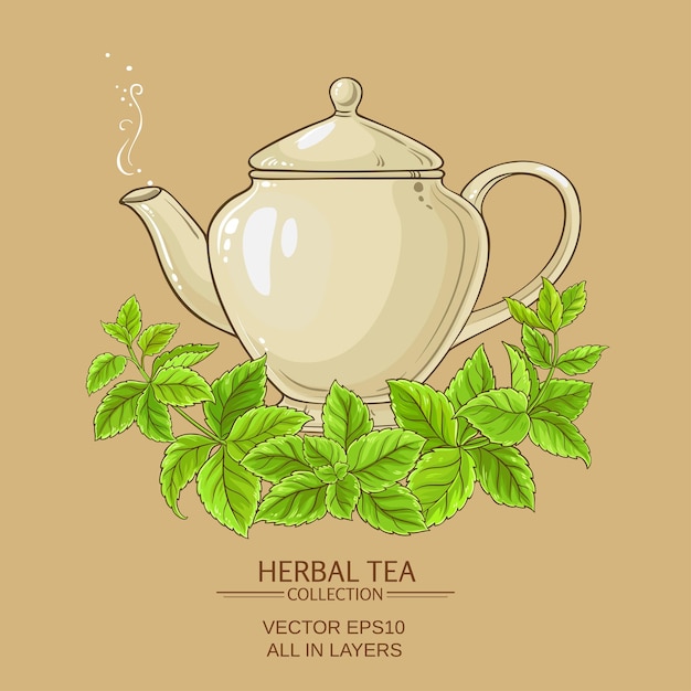 Vector melissa herbal tea