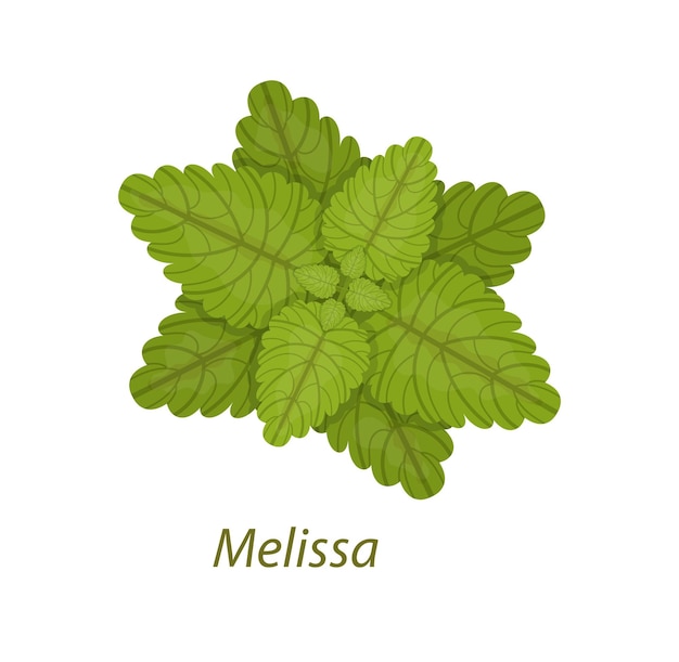 Melissa leaf healthy medicinal plant white isolated