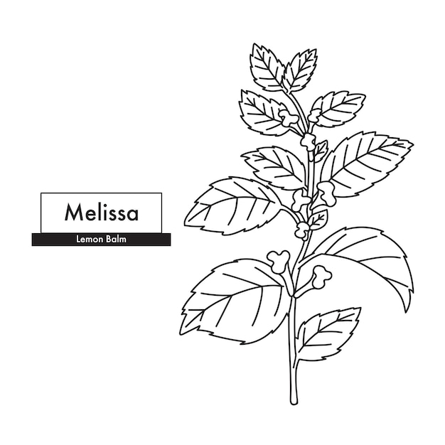 Melissa lemon balm disegno di linea botanica miglior per cosmetici organici medicina alternativa ayurveda illustrazione vettoriale