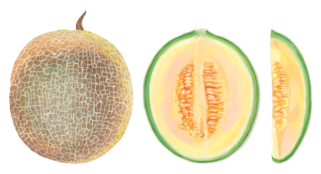 Melon fruit set Realistic handdrawn acrylic painting of fresh tropical fruit Vector trace cliparts isolated on white