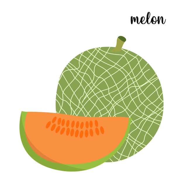 Melon fruit vector illustration