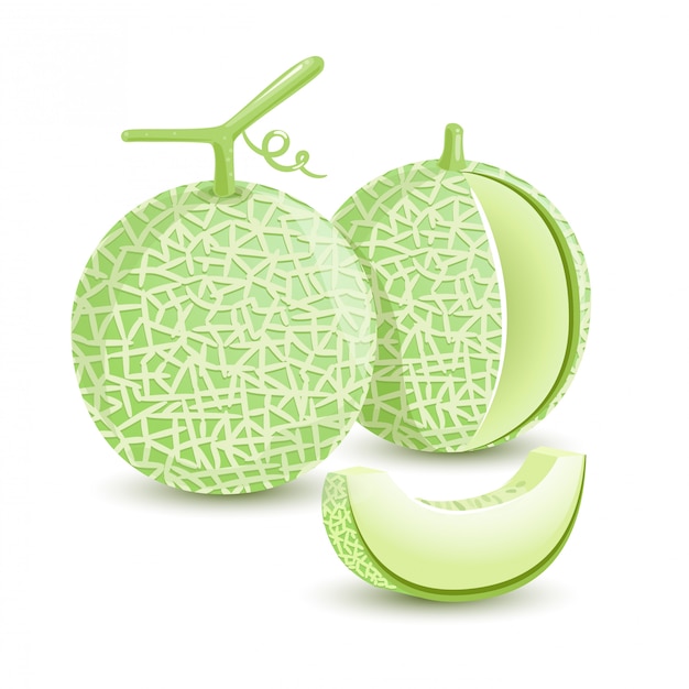 Vector melon green fresh fruit