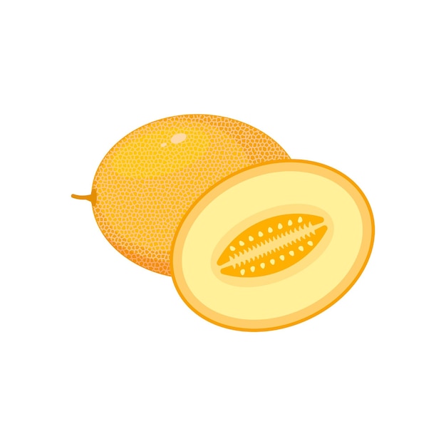 Melon isolated on white background Vector illustration