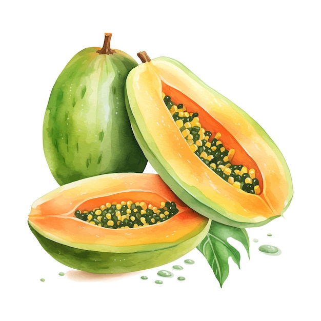 Melon Papaya fruit watercolor clipart white background