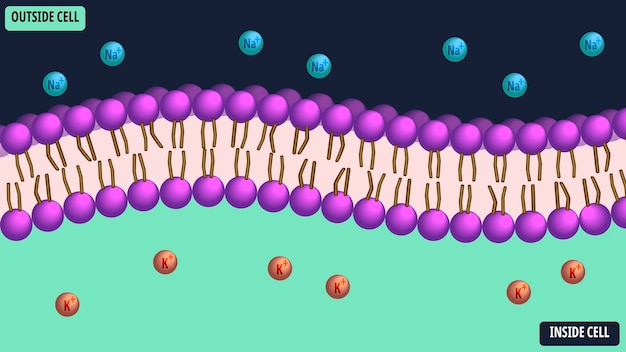 ベクトル 膜細胞電解質 - ナトリウム、カリウム、リン脂質 - ベクトル医療イラスト