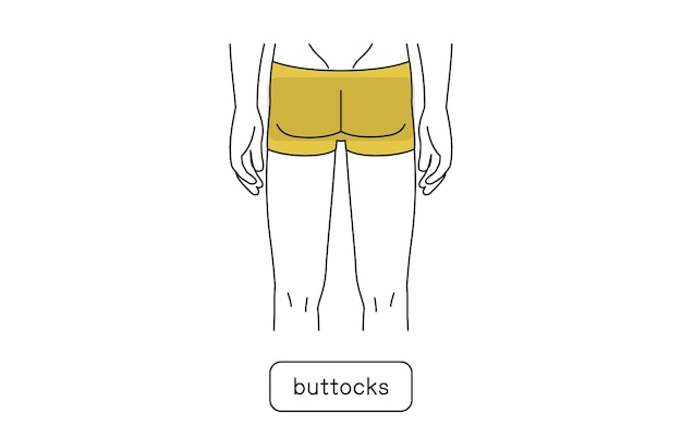 ベクトル メンズ脱毛エリア お尻