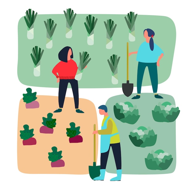 Men and women doing agricultural works on vegetable patch Vector flat illustration Harvesting gardening concept Agritourism concept