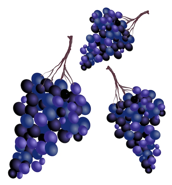 Menace of wine grapes vector illustration on a white background