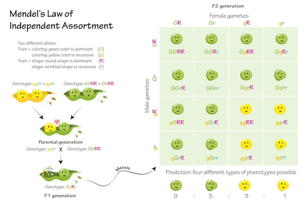 Mendel's Law of Independent Assortment vector diagram