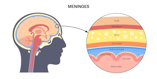 Vector meninges anatomy diagram