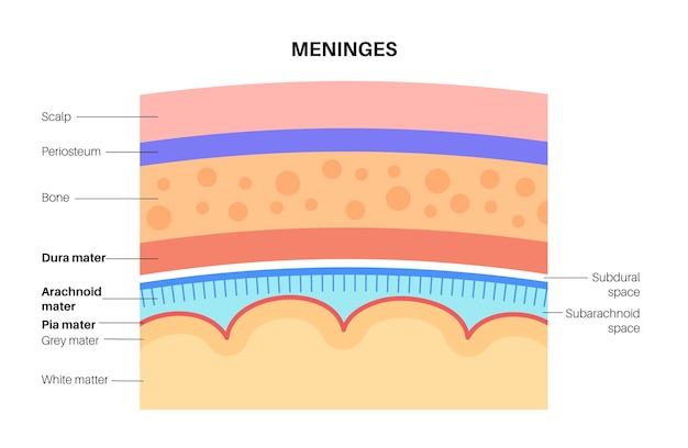 Vector meninges anatomy. protecting of the central nervous system. human head vector illustration