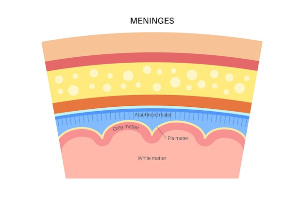 Anatomia delle meningi. protezione del sistema nervoso centrale. illustrazione vettoriale testa umana