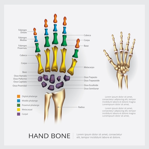 Vector menselijk anatomie handbeen