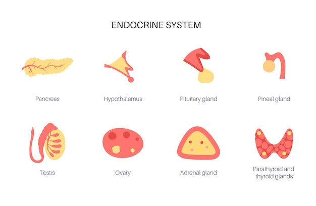 Menselijk endocrien systeem