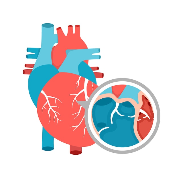 Menselijk hart anatomie close-up educatieve diagram met hart illustratie