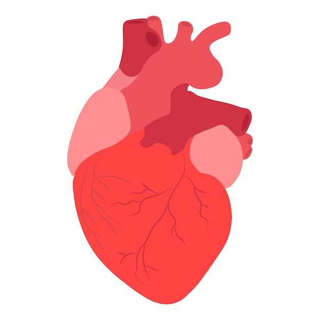 Menselijk hart anatomie vectorillustratie