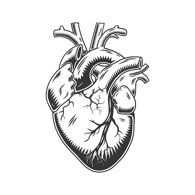 Menselijk hart anatomisch hand getekende lijn kunst vintage Flash tattoo of print ontwerp vector