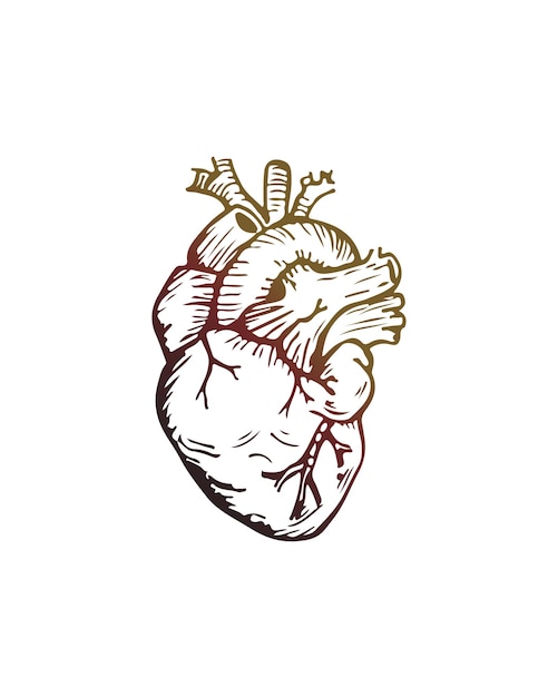 Menselijk hart hand getrokken vectorillustratie