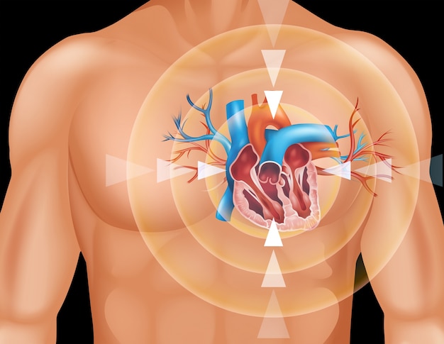 Menselijk hart in close-up diagram