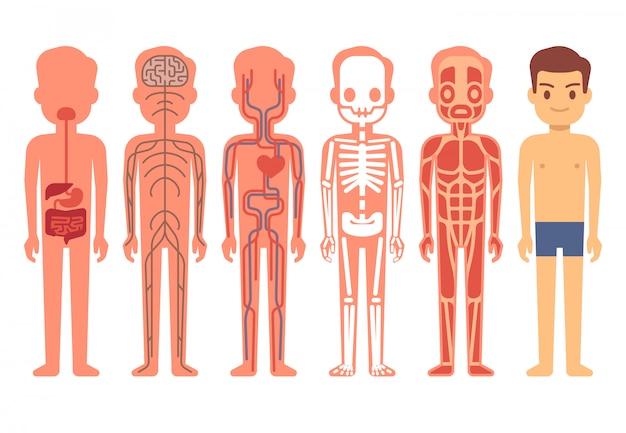 Vector menselijk lichaam anatomie vectorillustratie