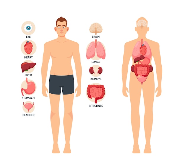 Menselijk Lichaam Organen Educatief Mannelijke Anatomie Fysiologie Informatie Infographics Oog Hart Lever en Maag Blaas