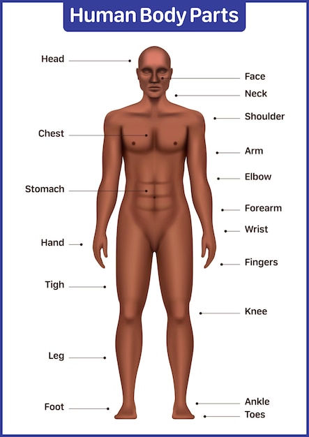 Vector menselijk lichaamsdelen medisch diagram met zwart mannelijk model anatomische vector poster