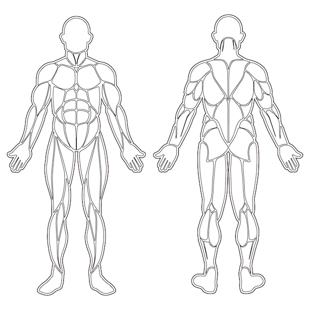 Vector menselijk lichaamsspieren silhouet