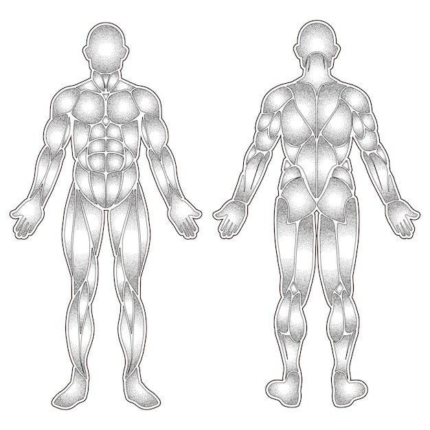 Menselijk lichaamsspieren silhouet