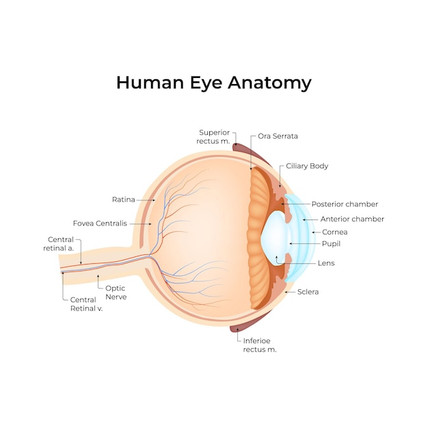 Menselijk oog anatomie diagram