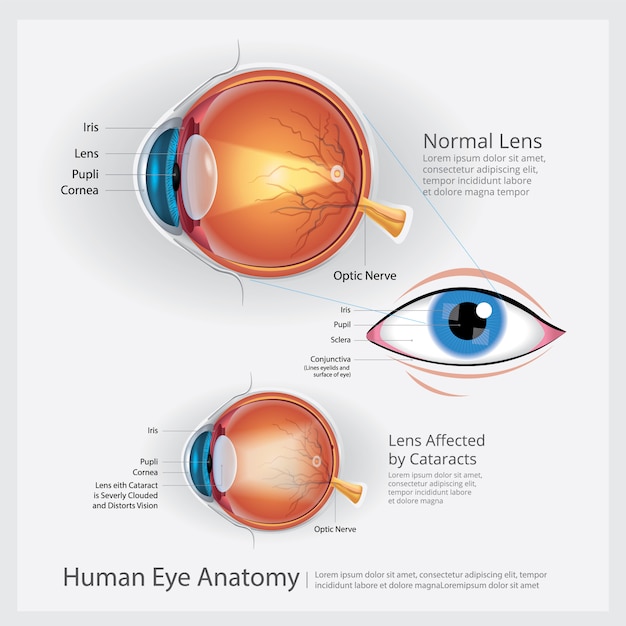 Menselijk oog anatomie illustratie