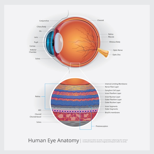 Vector menselijk oog anatomie vectorillustratie