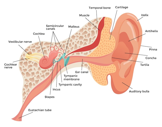 Vector menselijk oor anatomie structuur anatomisch diagram buitenste midden- en binnenoor sectie concept trommelvlies slakkenhuis buis van eustachius en vestibulaire apparaat platte vectorillustratie voor onderwijs