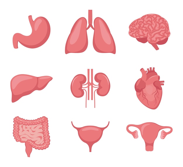 Menselijk orgaanset Hart hersenen longen lever maag darmen blaas nieren baarmoeder en eierstokken