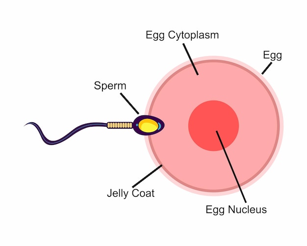 Menselijk seksueel voortplantingssysteem, vrouwelijke eieranatomiestructuur.